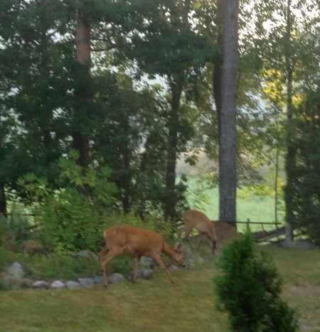 From my window 26th August 2013