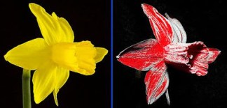 daffodil in visible and UV light image Dr. Mccarthy