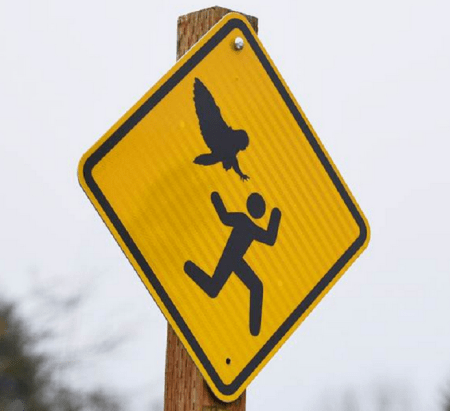 Warning for predatory owls - Bush's Pasture park, Salem Oregon