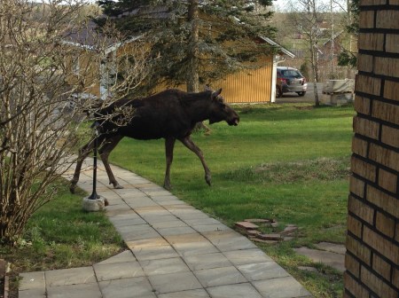 elk in the garden 20150423